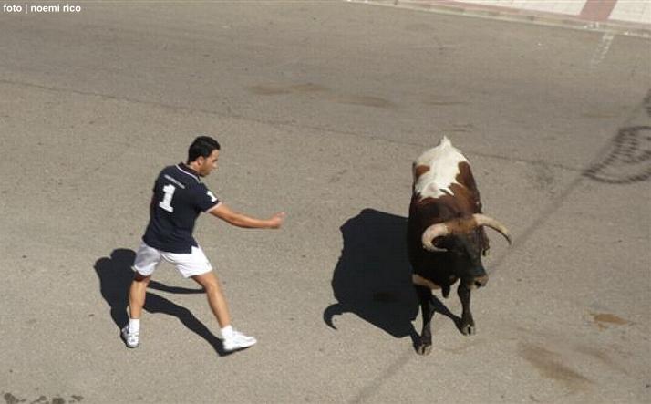 foto de los novillos