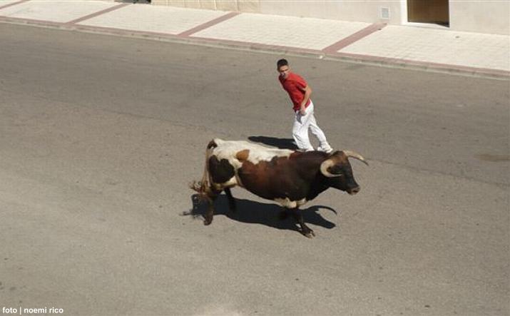 foto de los novillos
