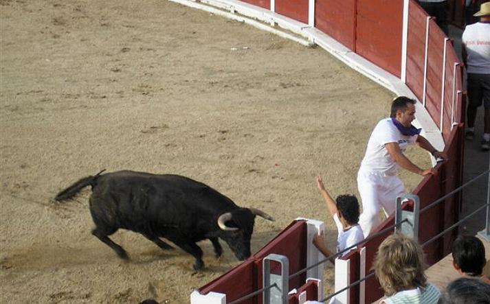 foto de los novillos