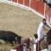 foto de los novillos