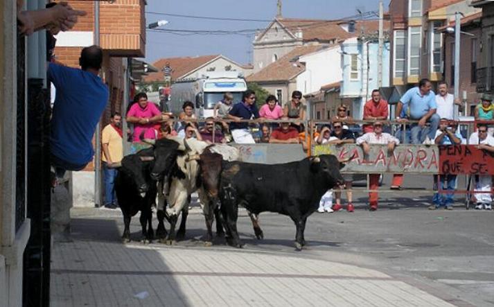 foto de los novillos