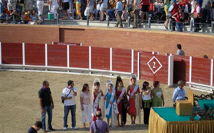 foto de los novillos