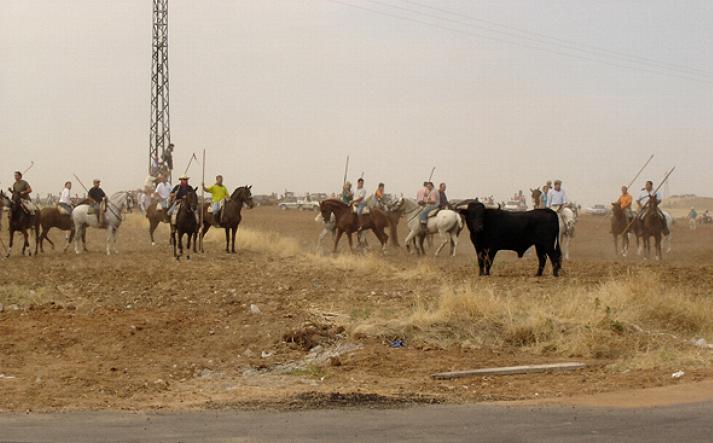 foto de los novillos