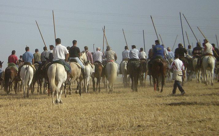 foto de los novillos