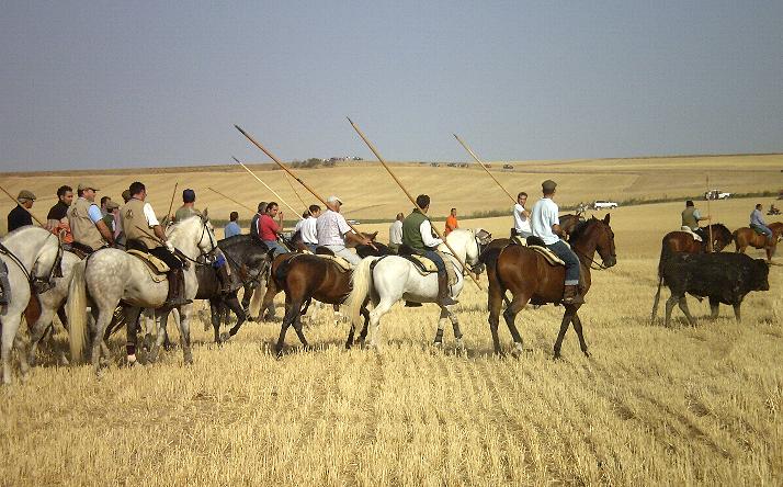 foto de los novillos
