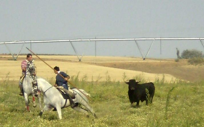 foto de los novillos