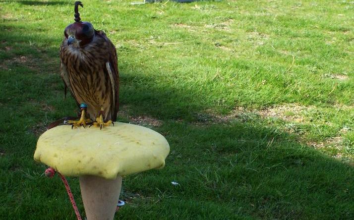 foto de asociaci�n orop�ndola