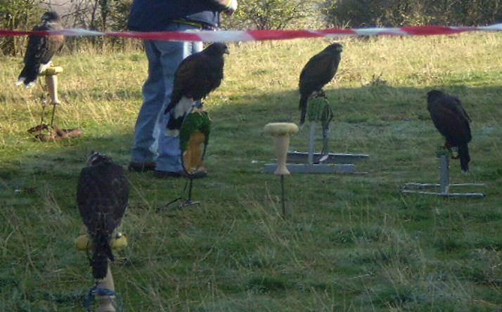 foto de asociaci�n orop�ndola