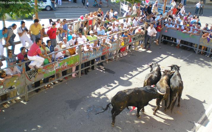 foto de los novillos