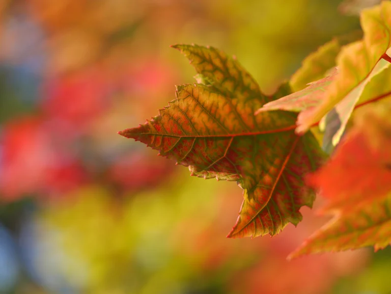 Imagen Naturaleza