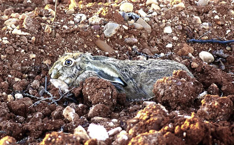 Ecosistema de Nava del Rey - fotografía por Roberto Sánchez