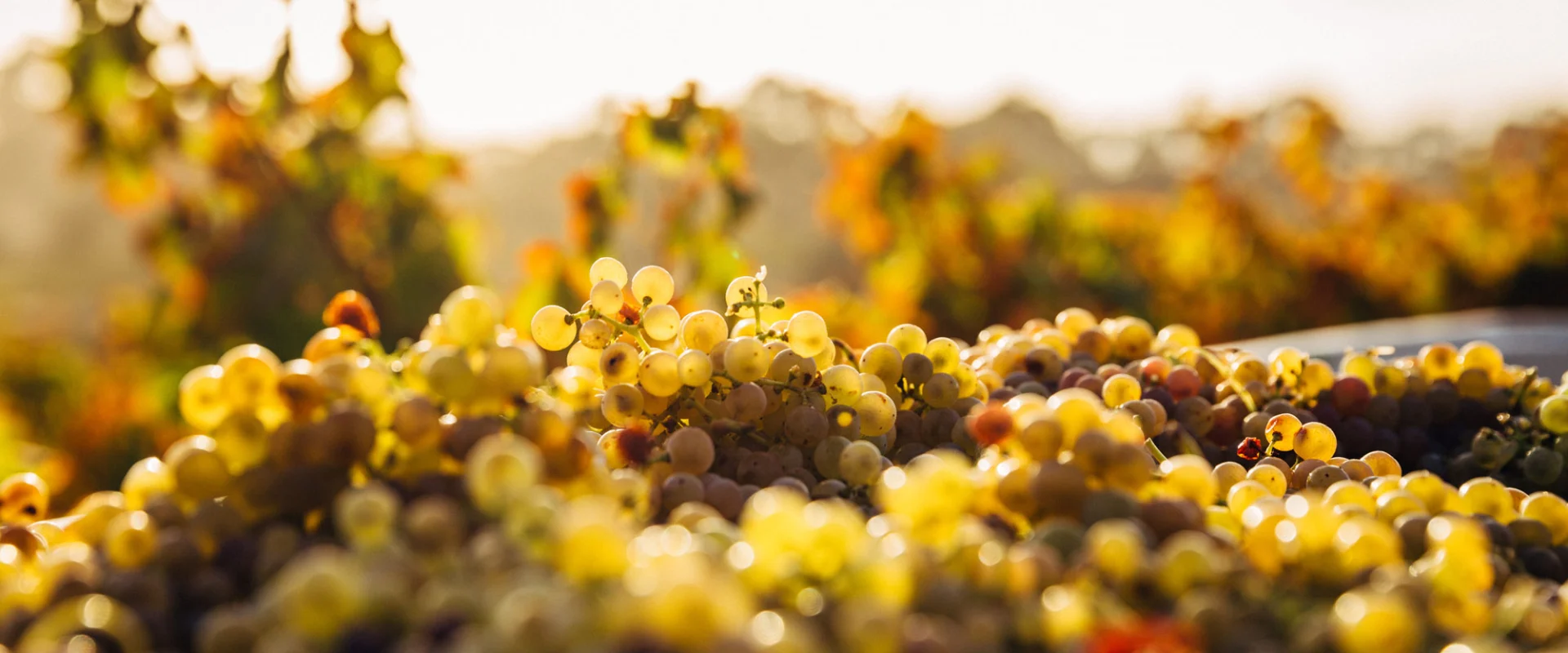 Uvas y vinos de Nava del Rey - Gastronomía